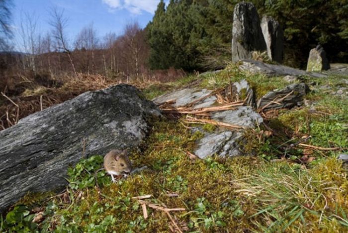 British Wildlife Photography Awards 2011