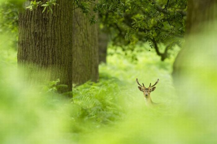 British Wildlife Photography Awards 2011