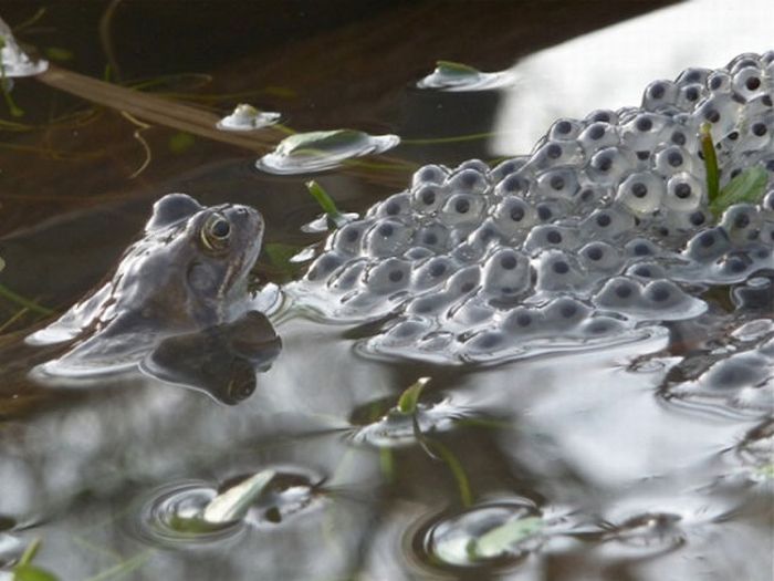 British Wildlife Photography Awards 2011