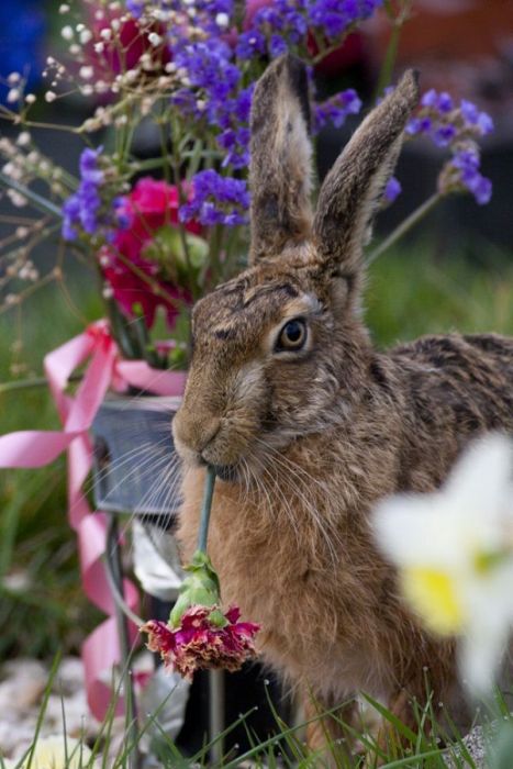 British Wildlife Photography Awards 2011