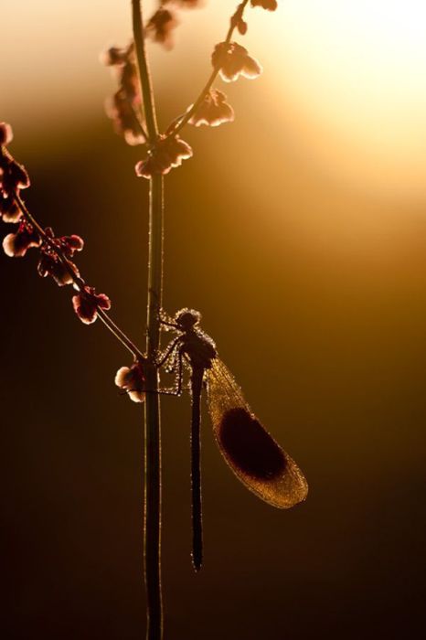 British Wildlife Photography Awards 2011