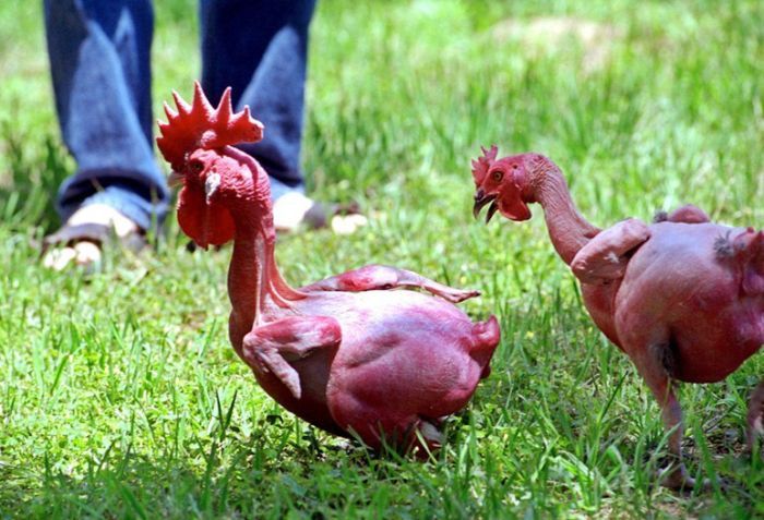 featherless chicken