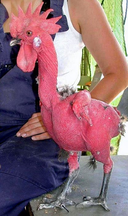 featherless chicken