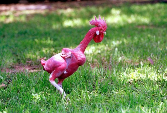 featherless chicken