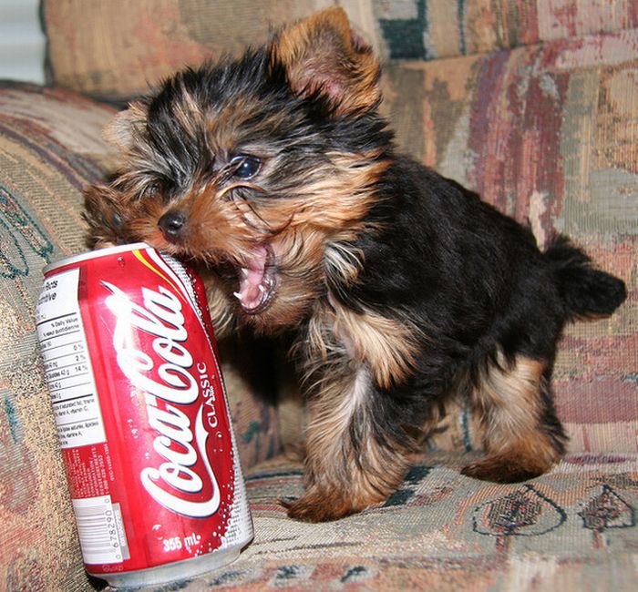 puppy with a beverage can