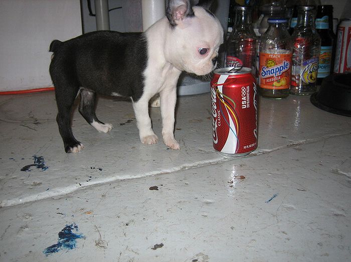 puppy with a beverage can