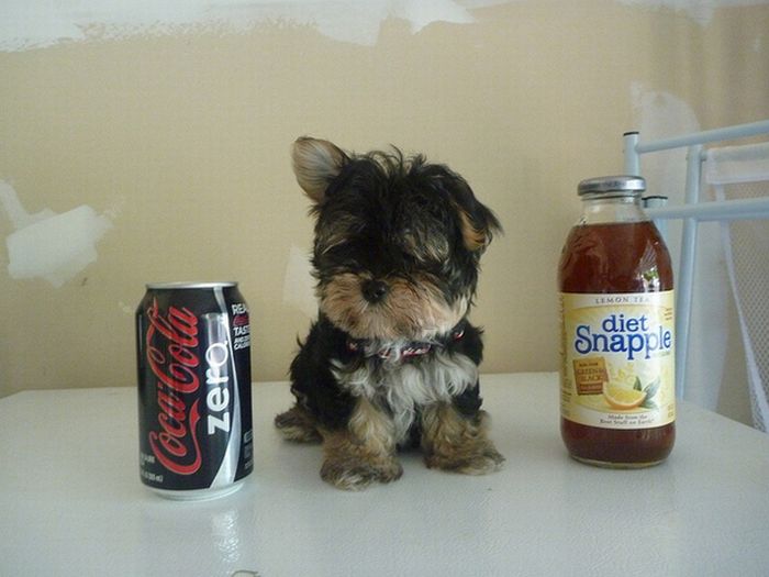 puppy with a beverage can