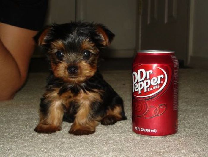 puppy with a beverage can