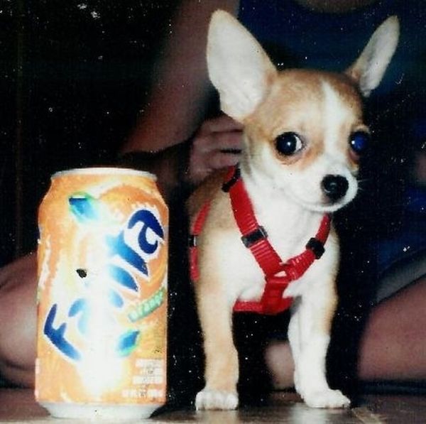 puppy with a beverage can