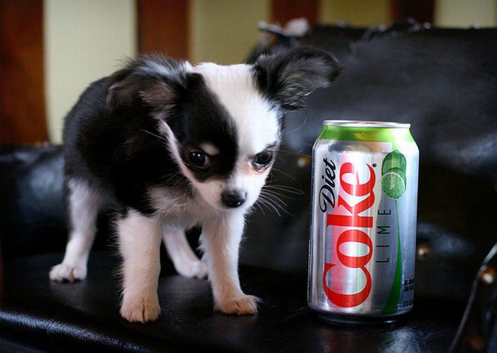 puppy with a beverage can