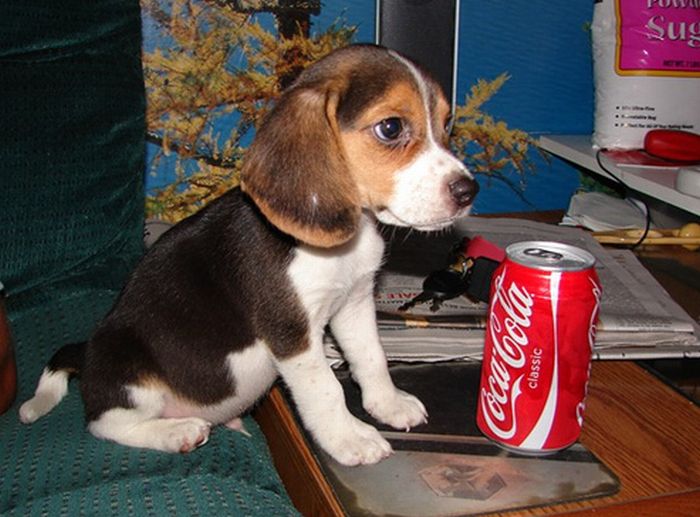 puppy with a beverage can