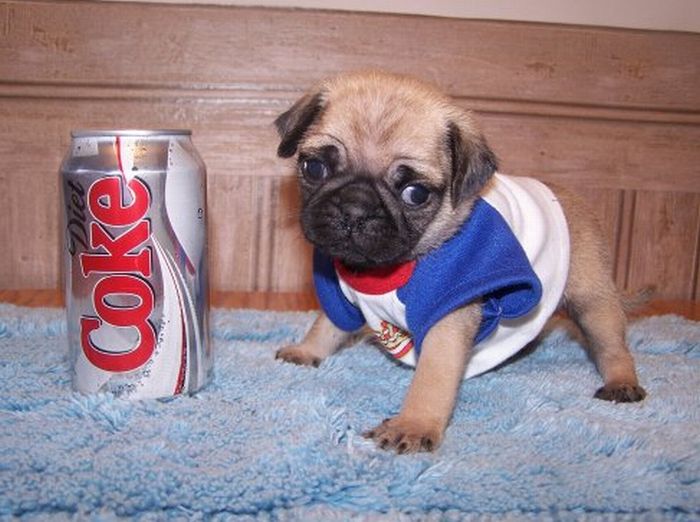 puppy with a beverage can