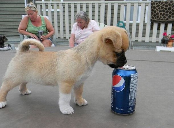 puppy with a beverage can