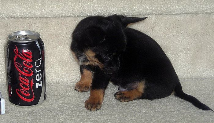 puppy with a beverage can