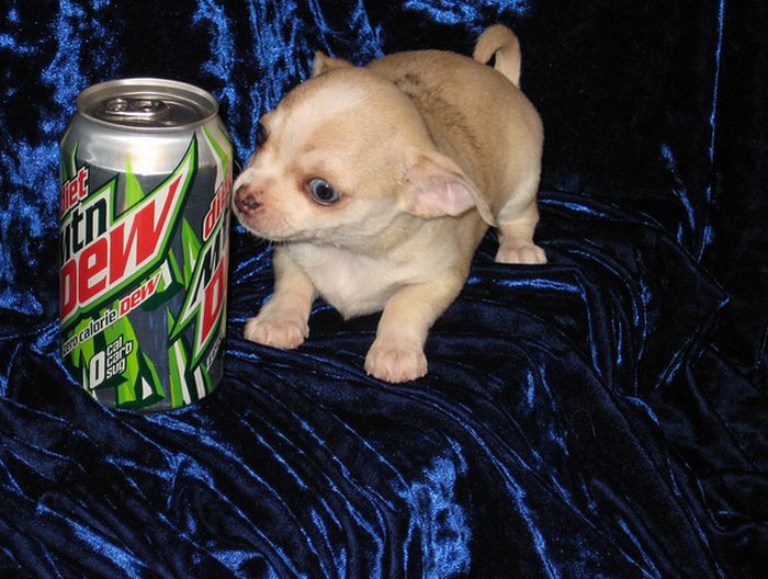 puppy with a beverage can