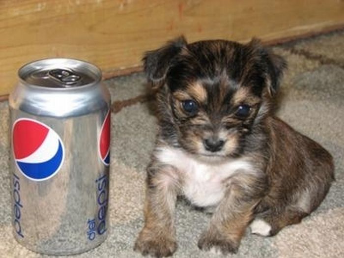 puppy with a beverage can