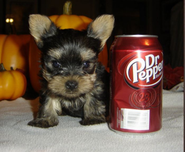 puppy with a beverage can