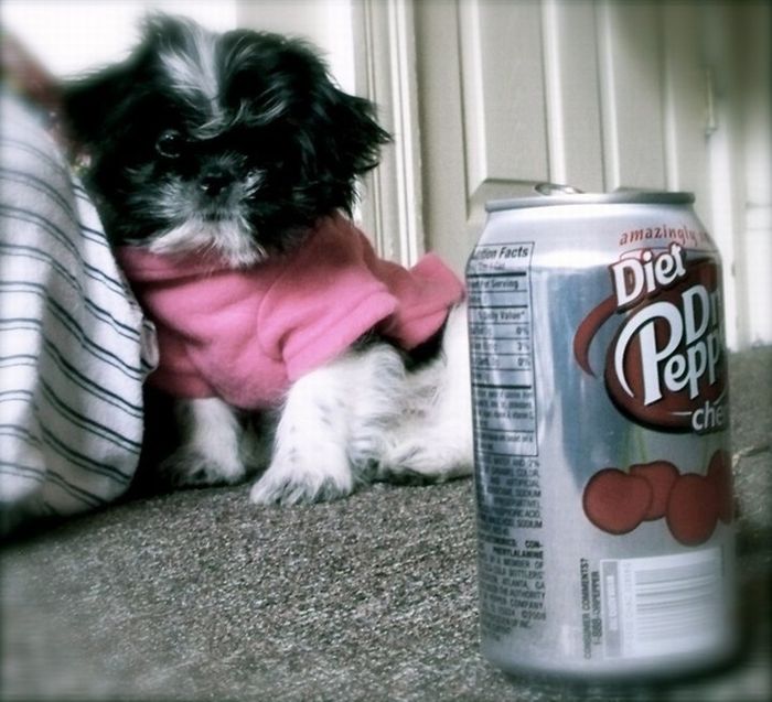 puppy with a beverage can