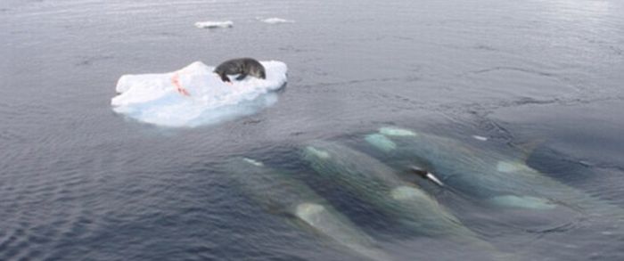 poor seal attacked by team of killer whales