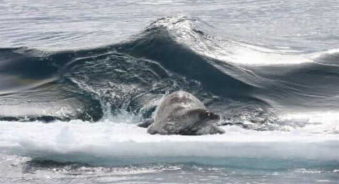 poor seal attacked by team of killer whales