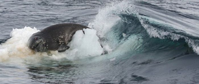 poor seal attacked by team of killer whales