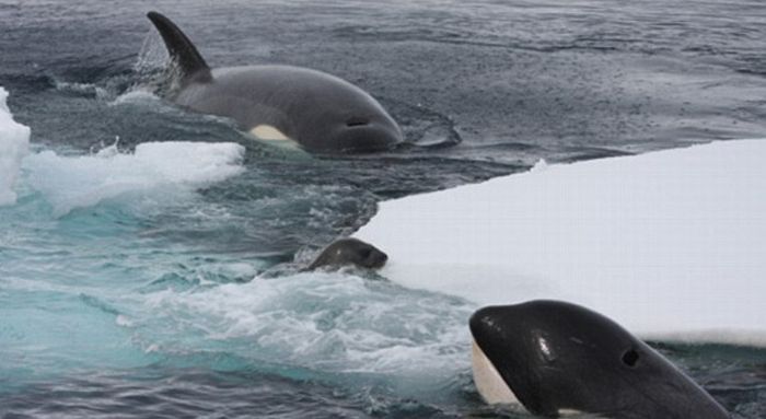 poor seal attacked by team of killer whales