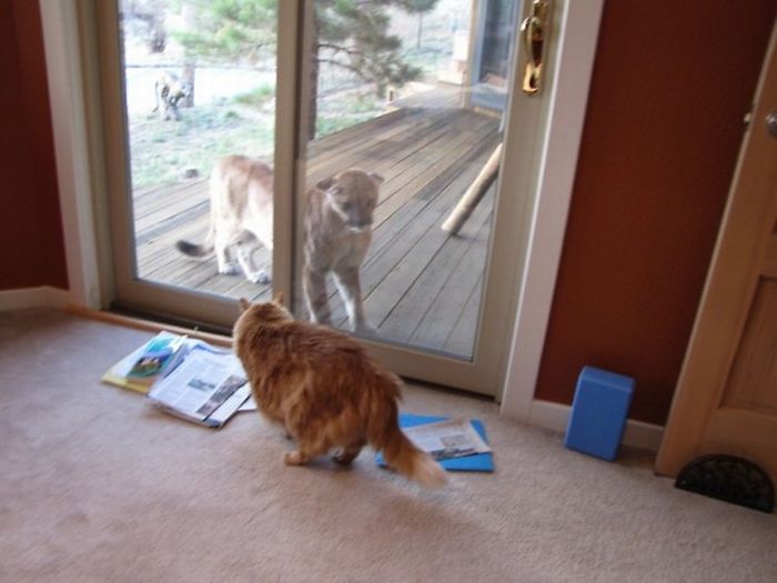 mountain lion and cat