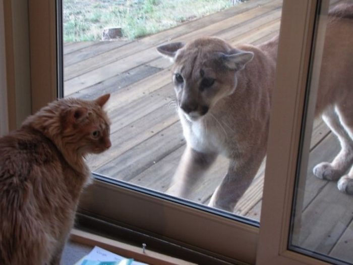 mountain lion and cat