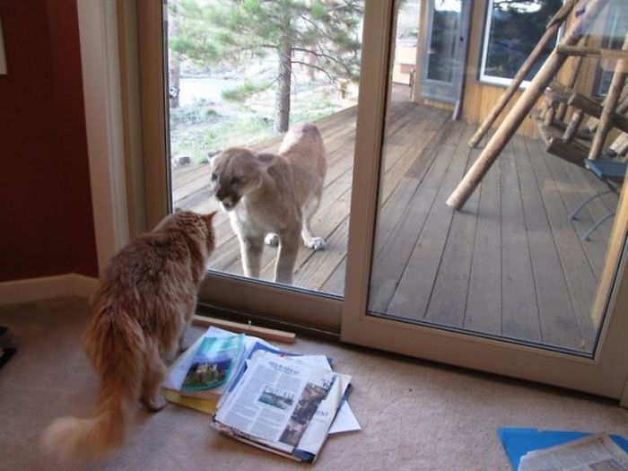 mountain lion and cat