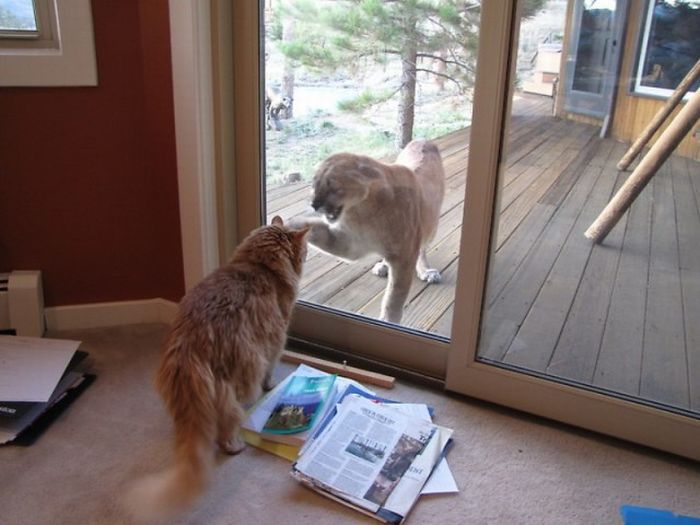 mountain lion and cat