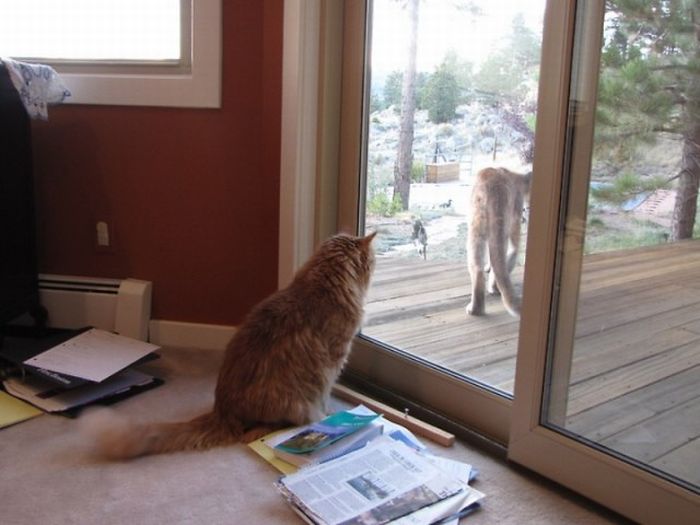 mountain lion and cat