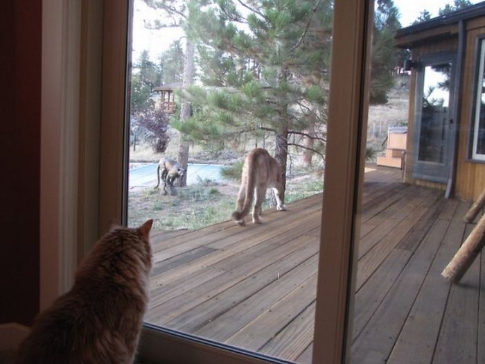 mountain lion and cat