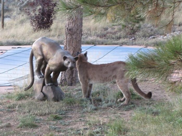 mountain lion and cat