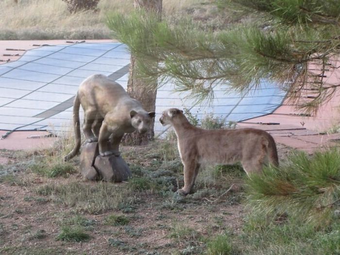 mountain lion and cat
