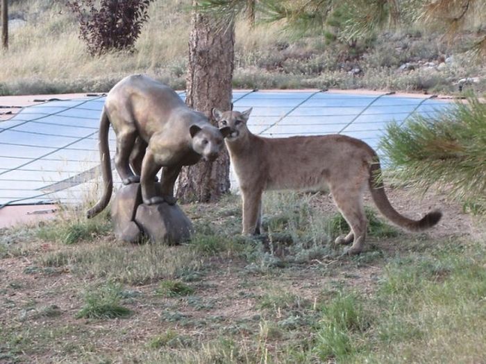 mountain lion and cat