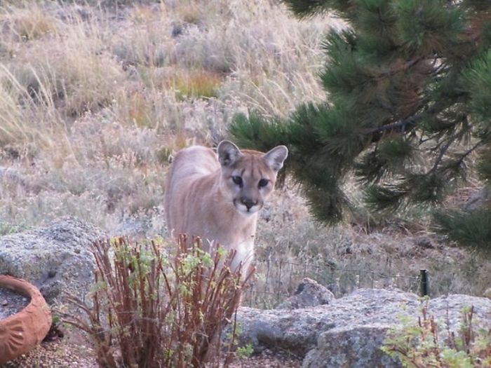 mountain lion and cat