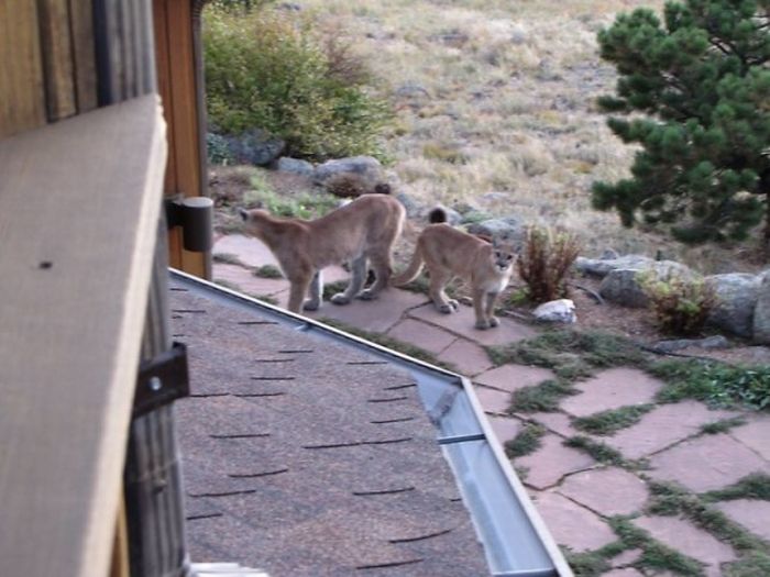 mountain lion and cat