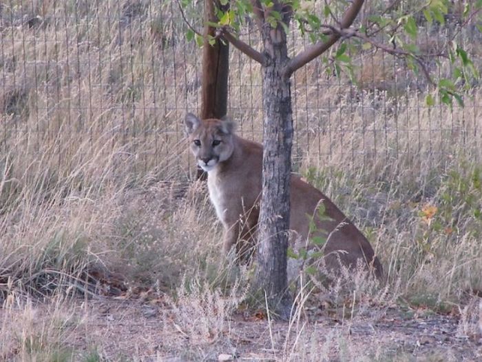 mountain lion and cat