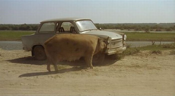 pig eating a trabant car