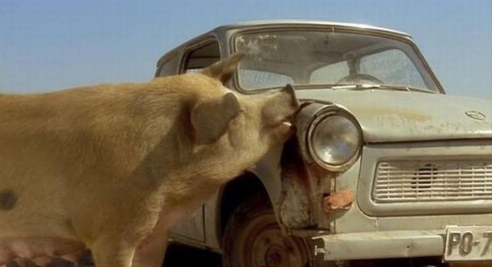 pig eating a trabant car