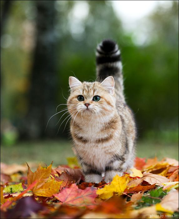 british shorthair cat in autumn nature