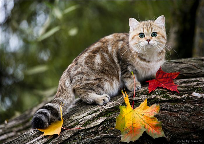 british shorthair cat in autumn nature