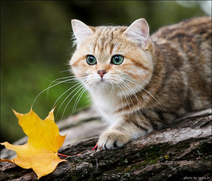 british shorthair cat in autumn nature