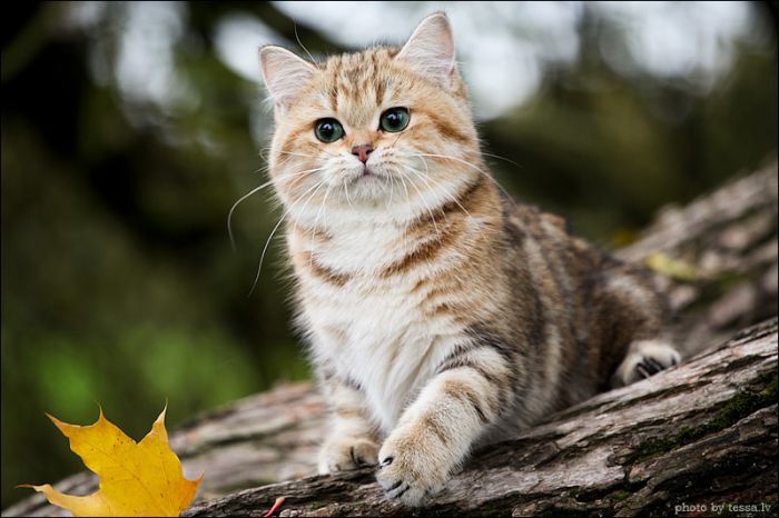 british shorthair cat in autumn nature