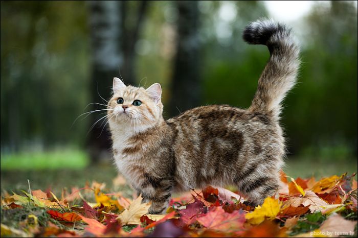 british shorthair cat in autumn nature