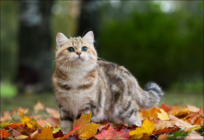 british shorthair cat in autumn nature