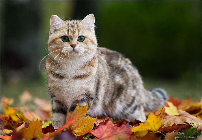 british shorthair cat in autumn nature