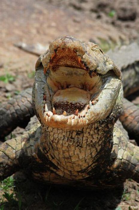 Sacred Crocodile ponds, Paga, Bolgatanga, Ghana