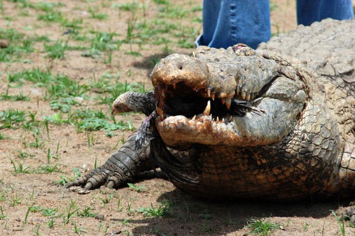 Sacred Crocodile ponds, Paga, Bolgatanga, Ghana