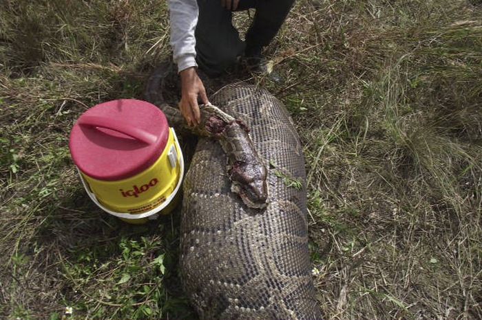 burmese python swallowed a whole deer